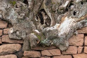 la vecchia radice dell'albero cresce su un muro di arenarie rosse impilate foto