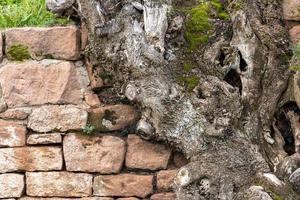 la vecchia radice dell'albero cresce su un muro di arenarie rosse impilate foto