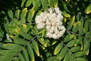 delicato bianca Rowan fiori nel presto primavera su albero, ingrediente per alternativa popolare medicina,naturale floreale backgroun foto