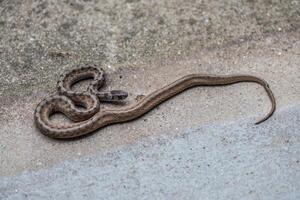 dekay's Marrone serpente avvicinamento Visualizza foto