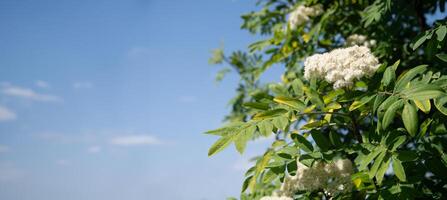 delicato bianca Rowan fiori nel presto primavera su albero, ingrediente per alternativa popolare medicina,naturale floreale backgroun foto