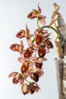 bellissimo orchidea fiore. cataseto tupa varietà. ramo peduncolo con mini cuffie. un' raro specie di macchiato orchidea. Marrone rosso fioritura pianta. floricoltura. foto