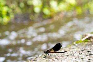 lato Visualizza di palude dannatamente libellula epiaeschna heros foto