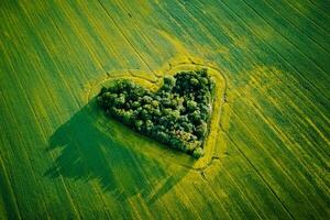 cuore fatto di alberi nel colza campo, aereo Visualizza foto