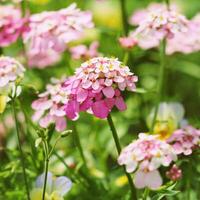 iberis amara fiore. anche chiamato razzo ciuffo di caramelle, amaro candytuft o selvaggio candytuft. foto