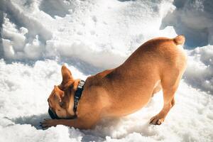 francese buldog cane nel downdog yoga posa su il neve foto