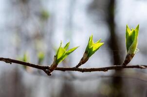 ramo albero con primavera mini cuffie foto