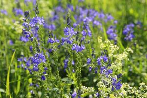 bellissimo fiori selvatici, avvicinamento naturale estate sfondo foto