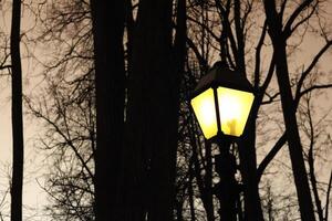 strada notte leggero e sagome di alberi foto