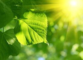 avvicinamento di verde foglia e sole travi foto