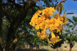 tabebuia fiore con giallo petalo fioritura nel il giardino. tabebuia ha botanico nome handroanthus crisotrico a partire dal Bignoniaceae famiglia. tabebuia ha il soprannome il d'oro tromba foto