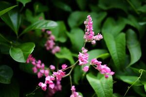 fioritura rosa e bianca corallo campana o antigonon leptopo fiore nel tropicale giardino. corallo vite, messicano rampicante, della regina ghirlanda, ape cespuglio, coralita, san miguelito vite foto