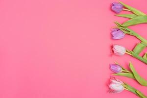 rosa tulipani su il rosa sfondo. piatto posizione, superiore Visualizza. san valentino sfondo. orizzontale,, tonica foto