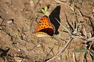 il niobe fritillary o fabriciana niobeis un' specie di farfalla nel il famiglia nymphalidae. foto