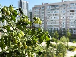 balcone giardino - non stuprare in vaso pomodori su un' balcone nel un' Residenziale appartamento edificio foto