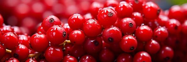 ai generato fresco aronia. un' delizioso sfondo bandiera per promozione Salute e culinario esperienze foto