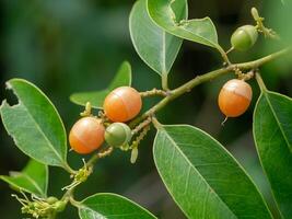 olax psittacorum albero foto