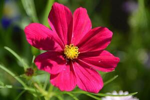 fiore foto,bellissima fiori immagini, fiore immagini sfondi, fiori fotografia foto