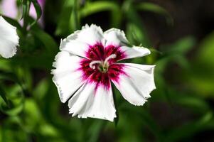 fiore foto,bellissima fiori immagini, fiore immagini sfondi, fiori fotografia foto