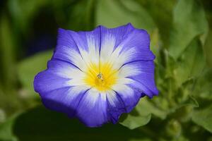 fiore foto,bellissima fiori immagini, fiore immagini sfondi, fiori fotografia foto