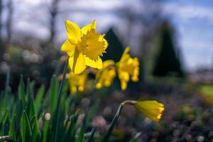 fiore foto,bellissima fiori immagini, fiore immagini sfondi, fiori fotografia foto