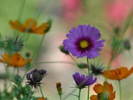 fiore foto,bellissima fiori immagini, fiore immagini sfondi, fiori fotografia foto