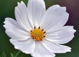 fiore foto,bellissima fiori immagini, fiore immagini sfondi, fiori fotografia foto