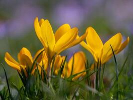 fiore foto,bellissima fiori immagini, fiore immagini sfondi, fiori fotografia foto