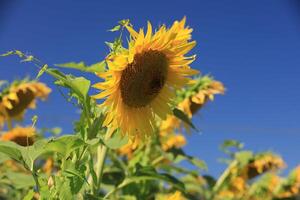 fiore foto,bellissima fiori immagini, fiore immagini sfondi, fiori fotografia foto