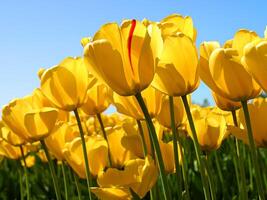 fiore foto,bellissima fiori immagini, fiore immagini sfondi, fiori fotografia foto