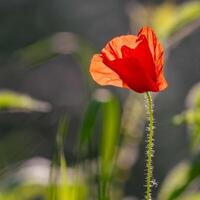 fiore foto,bellissima fiori immagini, fiore immagini sfondi, fiori fotografia foto