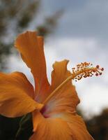 fiore foto,bellissima fiori immagini, fiore immagini sfondi, fiori fotografia foto