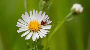 ai generato coccinella su camomilla fiore nel bellissimo prato, evocando armonia foto