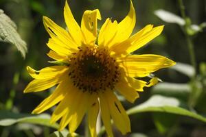 un' girasole con un' giallo fiore e le foglie sfondo foto