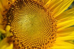 un' girasole con un' giallo fiore e le foglie foto