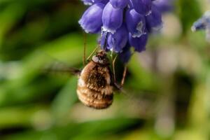 bombyle su un' uva giacinto, un' piccolo peloso insetto con un' proboscide per disegnare nettare a partire dal il fiori, bombylius foto