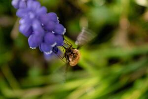 bombyle su un' uva giacinto, un' piccolo peloso insetto con un' proboscide per disegnare nettare a partire dal il fiori, bombylius foto