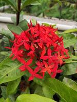 un' verticale avvicinamento di ixora chinensis, comunemente conosciuto come Cinese ixora, è un' specie di pianta di il genere lxora. ixora chinensis scientifico classificazione foto