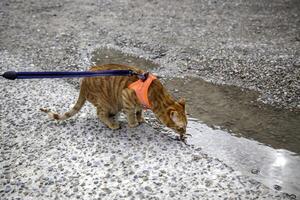 gatto con imbracatura foto