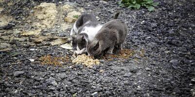 vagante gatti nel il strada foto