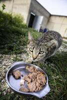 vagante gatti nel il strada foto