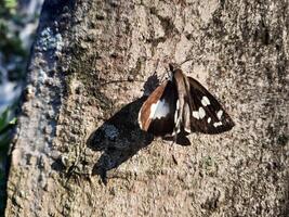 femmina viola imperatore farfalla Marrone colore foto