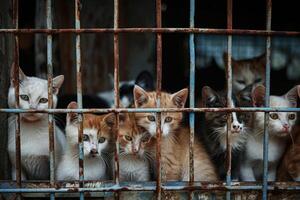 ai generato vicino su triste gatti catturato nel gabbia. generativo ai foto