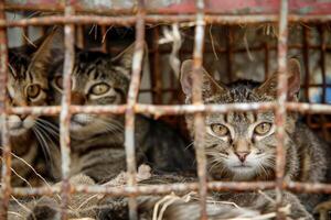 ai generato vicino su triste gatti catturato nel gabbia. generativo ai foto