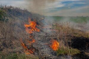 ardente asciutto erba nel il campo dopo il fuoco. naturale disastro. foresta fuoco. foto