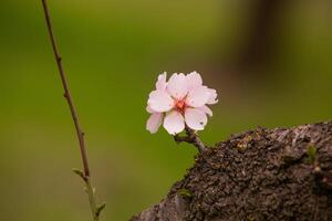 fioritura mandorla frutteto. bellissimo alberi con rosa fiori fioritura nel primavera nel Europa. mandorla fiore. foto