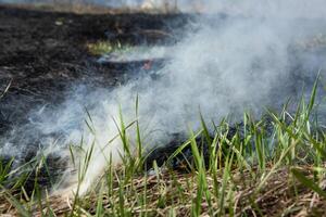 ardente asciutto erba nel il campo dopo il fuoco. naturale disastro. foresta fuoco. foto