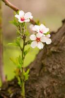 fioritura mandorla frutteto. bellissimo alberi con rosa fiori fioritura nel primavera nel Europa. mandorla fiore. foto