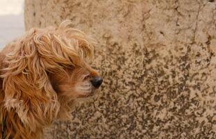 avvicinamento ritratto di Marrone cani viso nel profilo. il museruola di inglese cocker spaniel. ispido e non tagliato cane. bandiera con un' cani viso, soddisfare per veterinario cliniche o toelettatori. selettivo messa a fuoco. foto