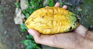 uomo Tenere cacao baccelli. Theobroma cacao è un' pianta Usato per rendere cioccolato. il semi, chiamato cacao fagioli, siamo elaborato in tutti tipi di cioccolato prodotti. foto